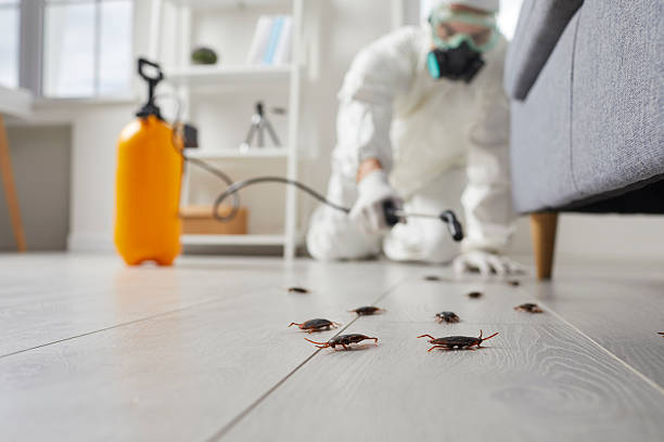 Commercial Rodent Management in Lenoir City